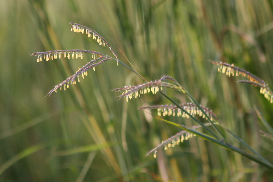 EARL BIG BLUESTEM