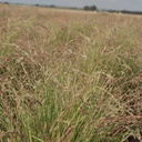 DUVAL RED LOVEGRASS