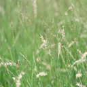 CURLY MESQUITE