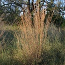 LITTLE BLUESTEM