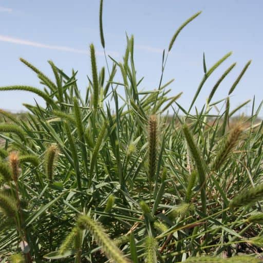 CIBOLO LITTLE BARLEY