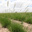 CATARINA BLEND BRISTLEGRASS