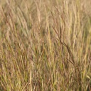 CARRIZO LITTLE BLUESTEM