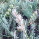 CANE BLUESTEM