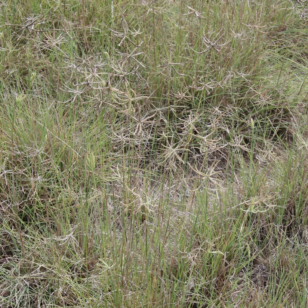 BURNET HOODED WINDMILLGRASS