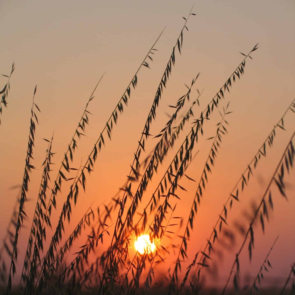 BREWSTER SIDEOATS GRAMA