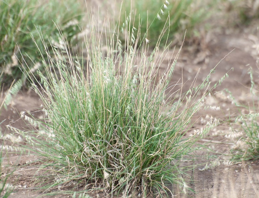 ATASCOSA TEXAS GRAMA