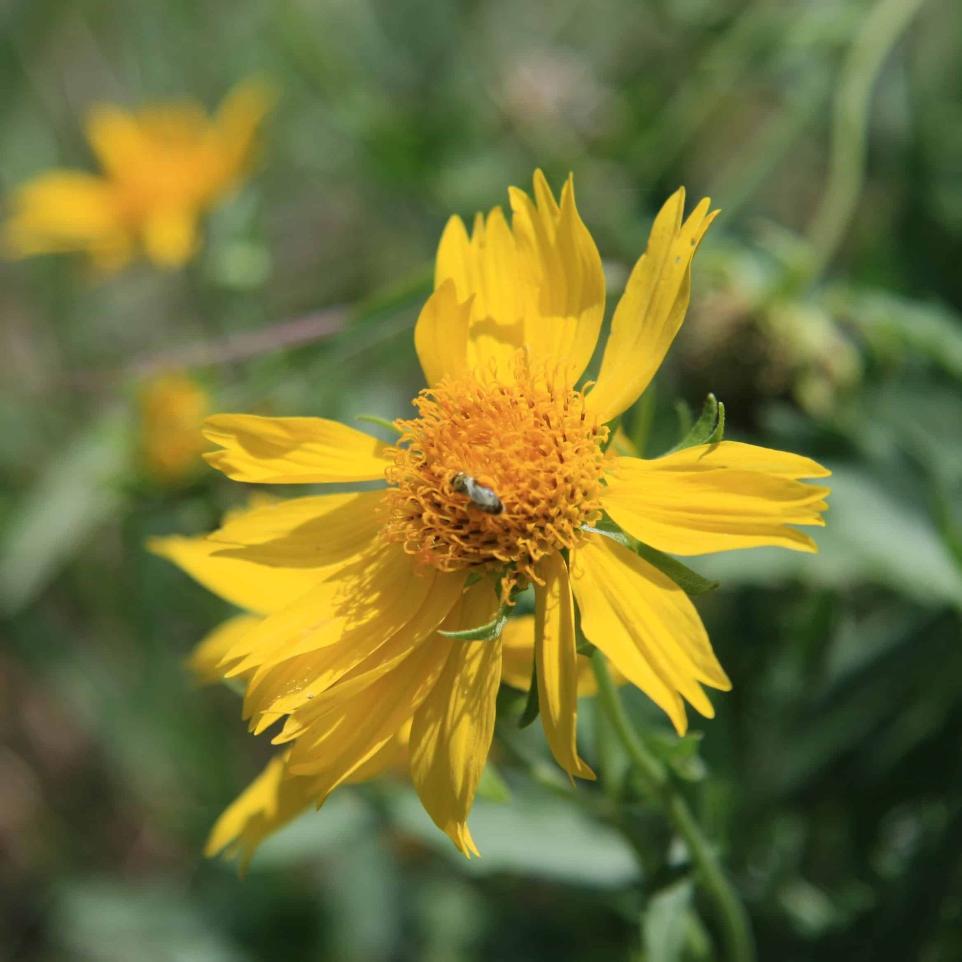 COWPEN DAISY