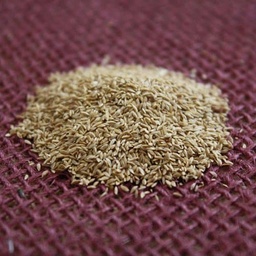 [BERMAY-WEBSITE] MAYA BERMUDAGRASS