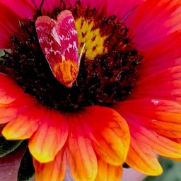 [FLINDFUE-WEBSITE] FUEGO GERMPLASM INDIAN BLANKET (PACKET)