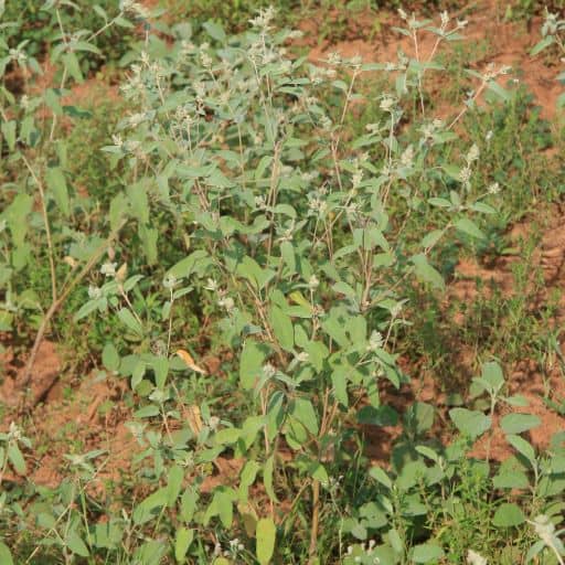 [CROTON-WEBSITE] CROTON (DOVEWEED)