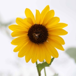 [SUNNAT-WEBSITE] NATIVE SUNFLOWER