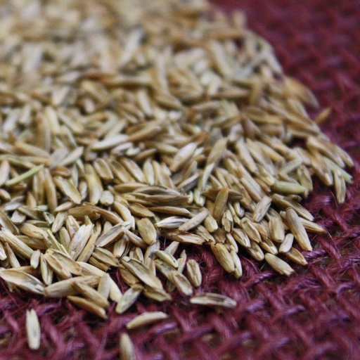 [FESREN-WEBSITE] RENDITION TALL FESCUE