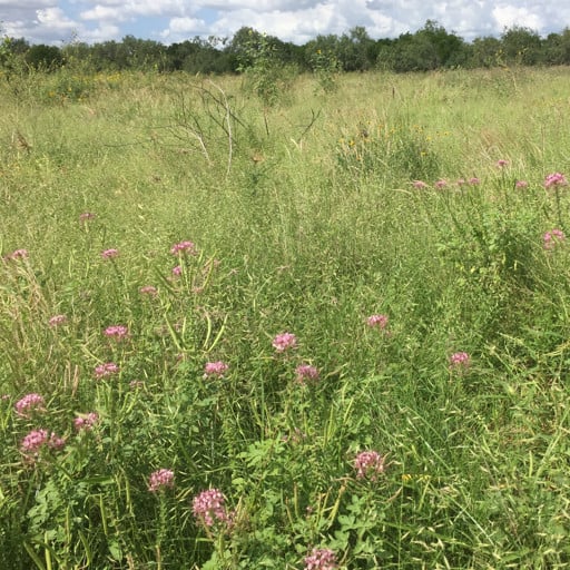 [RIOCLA-WEBSITE] ZAPATA RIO GRANDE CLAMMYWEED