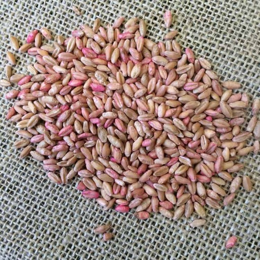 [REQ QUOTE-TRITIC] TRICAL 813 TRITICALE