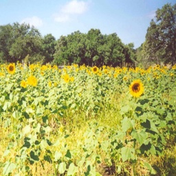 [REQ QUOTE-SUNPER] PEREDOVIK SUNFLOWER