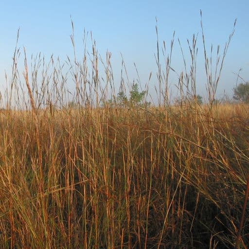 [REQ QUOTE-BSBK] KAW BIG BLUESTEM