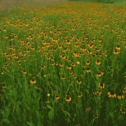 [REQ QUOTE-FLCONE] CLASPING LEAF CONEFLOWER