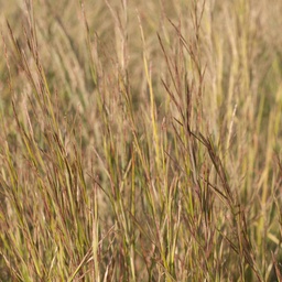 [REQ QUOTE-BSLCAR] CARRIZO LITTLE BLUESTEM