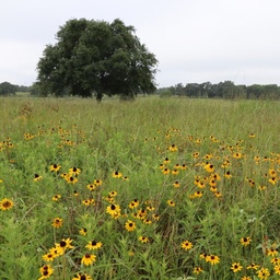 [FLBES - WEBSITE] BLACK EYED SUSAN (PACKET)