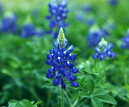 [FLTLBJ-WEBSITE] LADY BIRD JOHNSON 'ROYAL BLUE' BLUEBONNETS