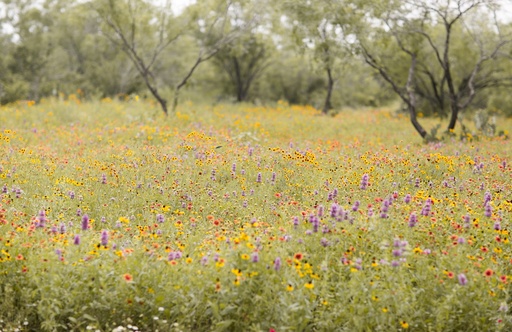 [FLKROW [WEBSITE]] KING'S TEXAS RIGHT OF WAY WILDFLOWER MIX